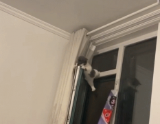 小猫跳上窗户被卡栏杆中间 算了也不是很想过去