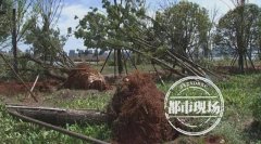 南昌红谷滩1600多棵树一夜被吹到