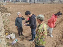 沂源县南麻街道省派第一书记协助驻村两委开展油葵种植工作