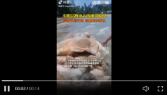 有不明生物尸体被冲上马来西亚海滩上热搜，评论炸锅了