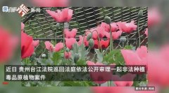 女子在自家楼顶种植900余株罂粟被无人机拍下，获刑6个月缓刑1年