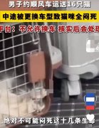  顺风车疑中途换车致顾客16只猫死亡 平台回应称