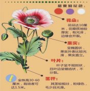 【社区课堂】防毒禁毒知识小讲堂