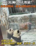 笑晕了，泰州动物园染色松狮犬变身熊猫狗被围观，网友笑不活了