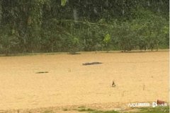  广东暴雨致鳄鱼出逃 已全部抓回