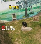 威海一动物园黑猩猩拉便便砸游客 园方回应:工作人员也被扔过