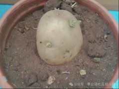 【呀！土豆】---芝麻墩街道李公河社区幼儿园二园大班生成课程