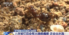警惕!“地标最强入侵害虫”正处在活跃期