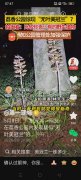 深圳荔香公园疑似发现无叶美冠兰