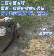 三亚出现椰子狸尾巴比身长  官方：疑误食毒药，已死亡