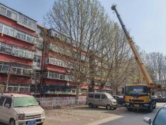 友谊街道：砍伐枯树消隐患 实干笃行解民忧