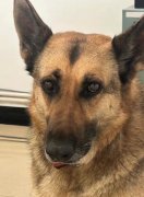 瑞丽一只警犬被盗?派出所回应：警犬被偷是真的，是特警大队的警犬
