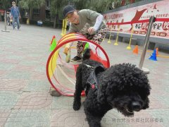 梵谷水郡社区宠物犬趣味运动比赛开启啦！——萌宠展风采，文明伴同行