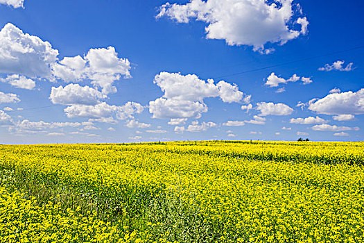 春季油菜花赏花攻略